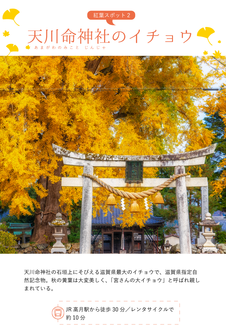 紅葉スポット2 天川命神社のイチョウ