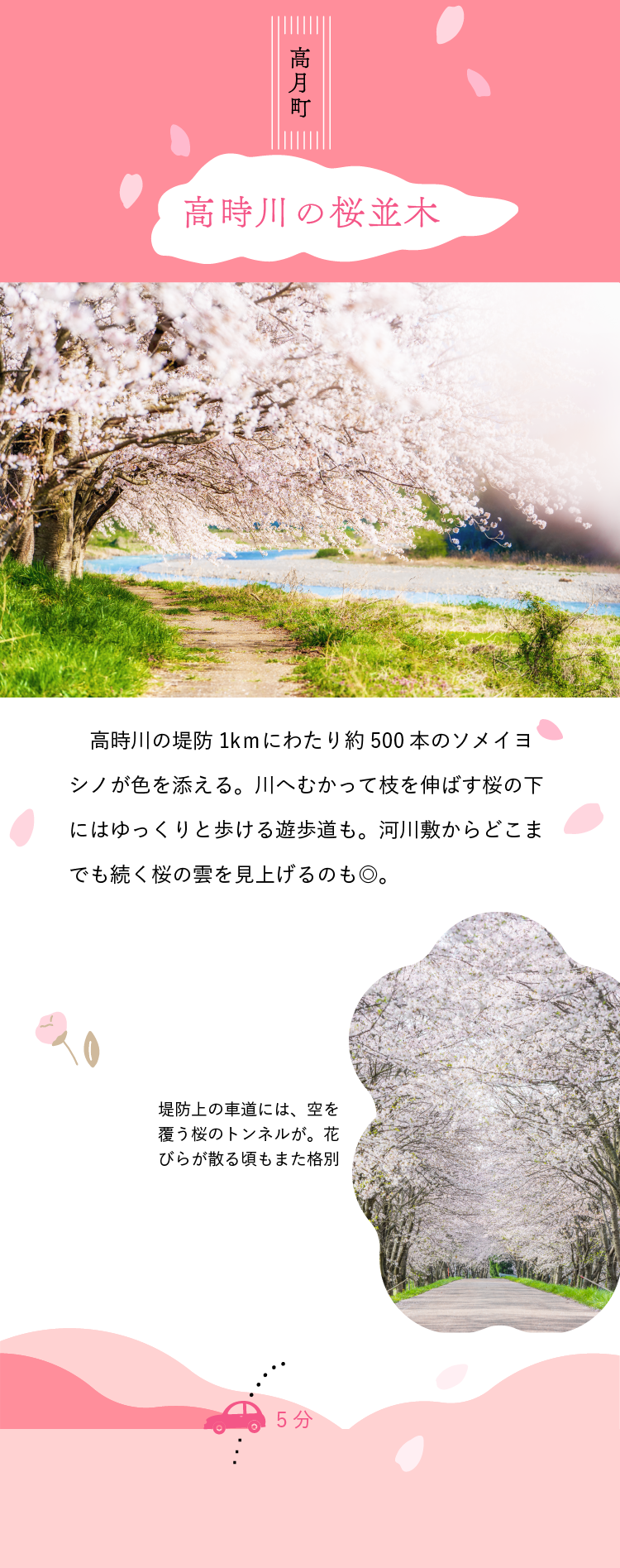 高月町 高時川の桜並木